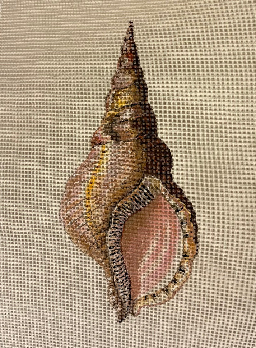 Conch Seashell Front - The Flying Needles