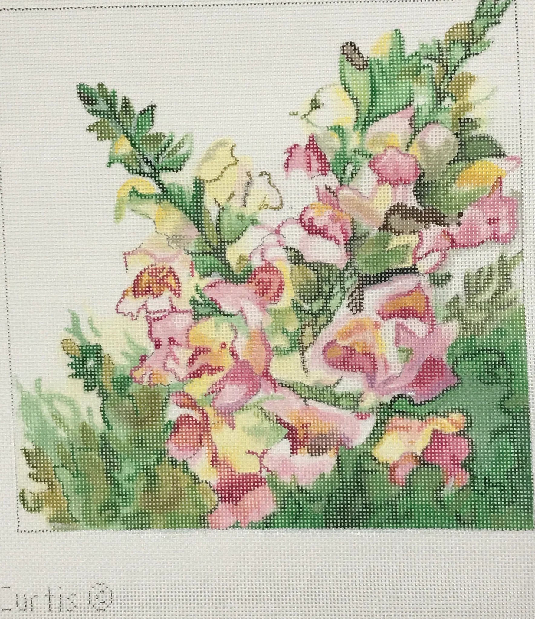 Snapdragons - The Flying Needles